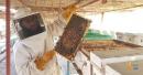 North Al Sharqiyah agriculture