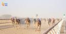 Oman Camel Racing Federation