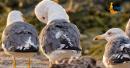 Masirah bird watching