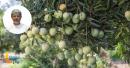 Oman mango production