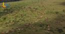Dhofar camel herding