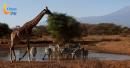 Living Planet Report