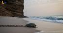 Ras Al Hadd Turtle Reserve