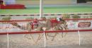 Omani Camel Racing Federation
