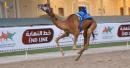 Barka camel races
