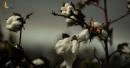 Queen of Cotton film
