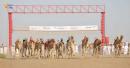 Al-Sunaynah camel race