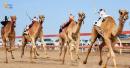 Al-Falij Camel Racing Field