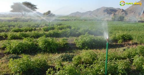 Old Omani ways help modern agriculture