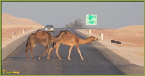 Camel in road