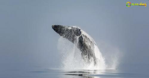 The Arabian Sea Humpback Whale is the world’s most isolated species of whale, having been cut off from the rest of the world’s whale population for more than 70,000 years.