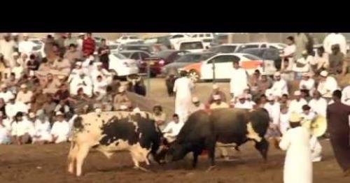 The Bull Fights At  Barka, Oman