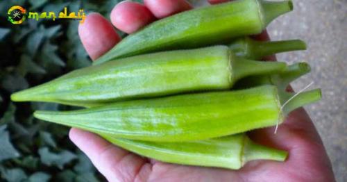 How to eat okra (Lady’s Fingers) to Treat Diabetes, Asthma, Anemia and failing Eyesight