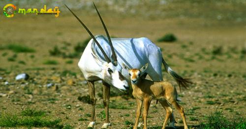 Oryx are amazing animals.