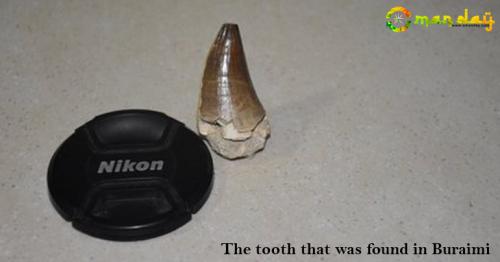 90-92mn Years old tooth of Marine Dinosaur Discovered in Oman 