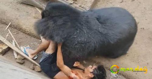 Male Tourist Teased Hungry Bear With Food, Gets Mauled Inside Cage