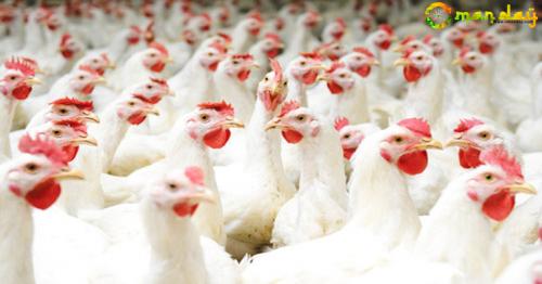 Oman government bans import of poultry from five countries
