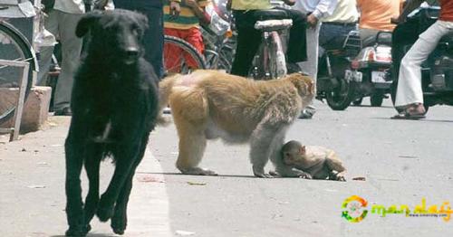 Monkey Mom Risks Her Own Life to Save Her Offspring from Being Run over and Eaten by a Dog