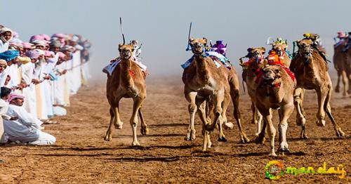 Camel race