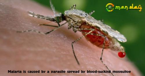 super malaria’