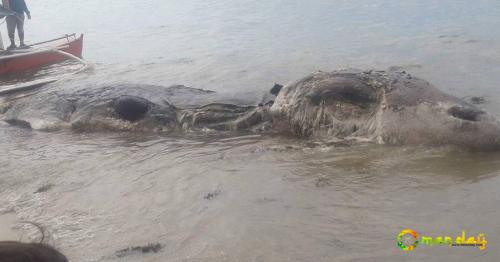 Mystery sea creature baffles scientists after washing up on beach in the Philippines