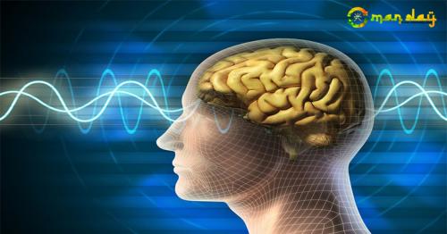 Brain