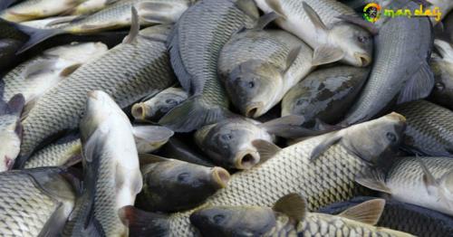 3,340 kilograms of fish destroyed by Oman municipality