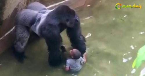 See What Happened To A 4 Year Old Boy Who Fell Down In The Cage Of Gorillas!