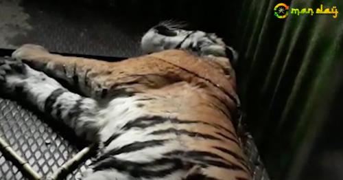 Indian rangers hunt ’man-eating’ tiger