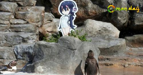 Japan zoo mourns death of love-struck penguin