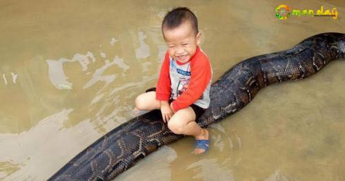 SNAKES ALIVE Shocking moment family let grinning boy, 3, ride their 20ft pet PYTHON in Vietnam