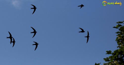 Record-breaking common swifts fly for 10 months without landing