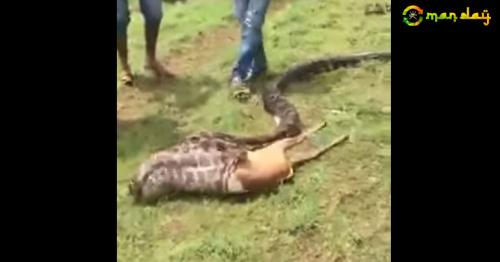 Massive Python Unbelievably Swallows Whole Deer within Seconds in Disturbing Video