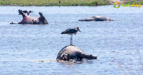 DEAD ON THE WATER Suspected anthrax outbreak in Namibia sees 100 dead hippos covered in bruises and unexplained marks in river