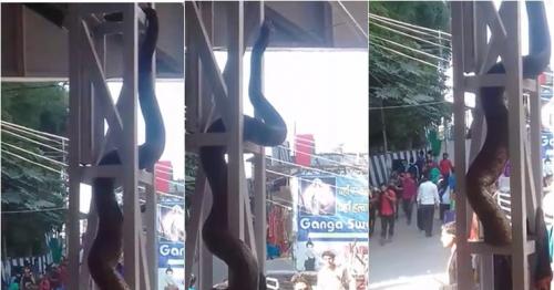 This viral ‘anaconda’ at railway station video is NOT from Dadar, Mumbai, but it’s scary anyway