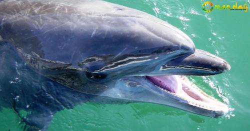 Longest living dolphin in captivity dies at Japan aquarium