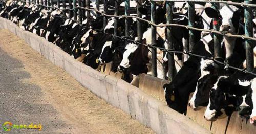 Dhofar milk collection ‘pilot project’ planned for next year launch