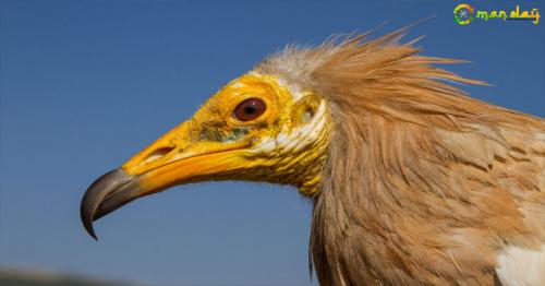 Three  Egyptian vultures rescued from  zoo in Bahrain and brought to Oman