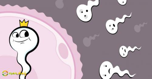 Diet For Increasing The Male Fertility