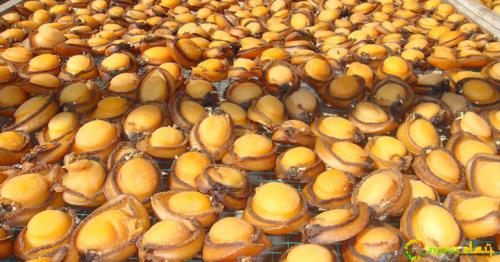 Ministry of Agriculture and Fisheries (MoAF) bans abalone fishing for two years