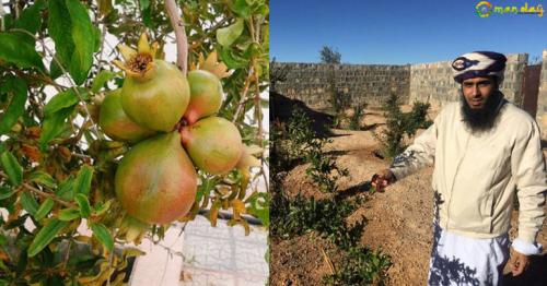 Omani scientist develops new Pomegranate variety