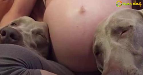 Dog Patiently Waits 9 Months For Baby Brother - His Reaction When He Meets Him Is Going Viral