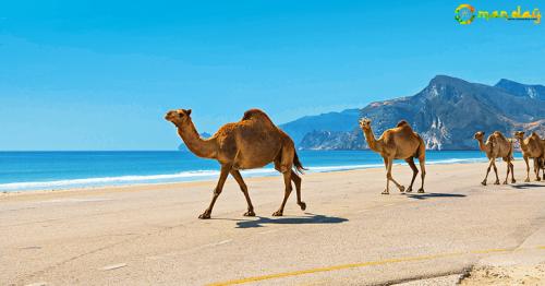 Oman&rsquo;s decision to join clean seas drive hailed