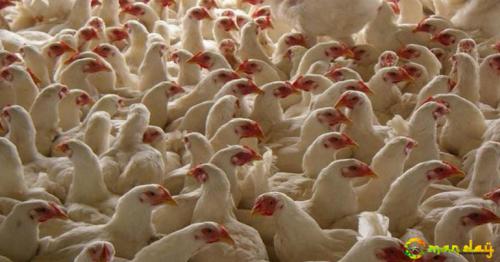 UAE bans import of hen, eggs from Saudi Arabia