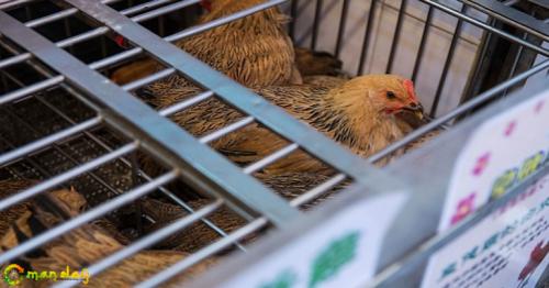 Oman bans import of Saudi birds