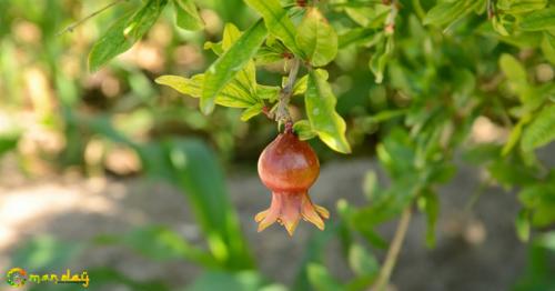 Pomegranate time in Jabal Akhdar