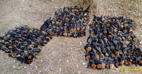 Hundreds of dead flying foxes lay on the ground at a colony in Campbelltown, Australia.