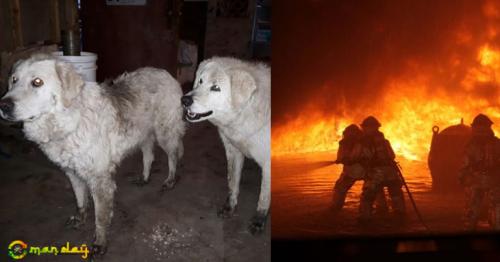 Two Sheepdogs Protect Flock For 20 Days From Wildfire