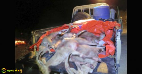 Three arrested for hunting Arabian Ibex