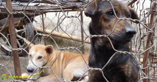 Video of dogs butchered at Indonesian market sparks outrage
